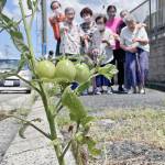“ど根性トマト”成長に高齢者ら驚き 住宅街の市道脇 名張
