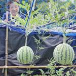 どうやってできたの?空中スイカ 名張の池住さんの畑