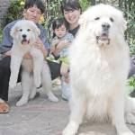 らぶペット 「おっきい子」「ちっちゃい子」 名張の奥田さん家族