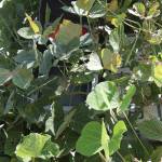 信号灯器どこに?生い茂るクズ 伊賀署が応急対応 市役所口交差点