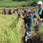 棚田で稲刈り体験 上野北小の児童 伊賀市西山で
