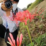 秋の訪れ ヒガンバナ遅めの開花 名張市黒田