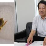 学名に「シノビ」 伊賀で新種のゲンゴロウ 発見は19年前