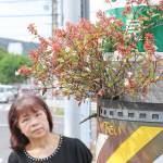 電柱の隙間から花? 暑さに負けず成長「元気もらう」 名張市夏見
