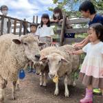 ヒツジ除草で住宅街活性 フェス主役に任メェ~ 名張