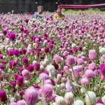 秋風に揺れるセンニチコウ 名張市下比奈知