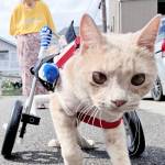 車椅子で元気いっぱい 下半身まひの保護猫のハイジ 伊賀