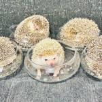 らぶペット ハリネズミに夢中 名張の木下さん家族