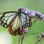 2年ぶり飛来 アサギマダラ 名張・滝之原