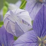 名張で撮影「秋の七草」 元報道カメラマン 89歳の松永さん