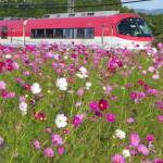 揺れるコスモス、列車とともに 名張市新田の近鉄沿線で見頃