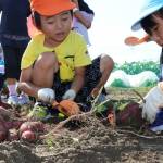 サツマイモ掘り「大きいの採れたよ」 伊賀・いなこ保育園