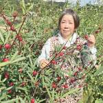 畑彩るハイビスカス 飾って、味わって 名張の山本さん