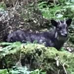 「誰が、熊や。」居たのはカモシカ 赤目滝で目撃「黒い毛の動物」