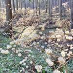 霊山にミツマタ植樹 参加募集 伊賀市柘植地域