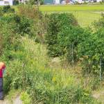 持続可能な「食べられる森」 協生農法で150種 名張の森さん