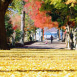 イチョウの黄色いじゅうたんと赤いモミジ 名張・積田神社