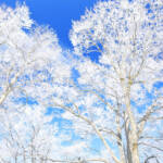 恒例の「霧氷祭り」 20日から奈良・御杖村で