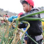 「大きいの採れた」 児童が「芭蕉ねぎ」収穫体験 伊賀の阿山小