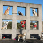 “柴犬マンション”で集合写真 飼い主が注目 伊賀・上野南公園のオブジェ