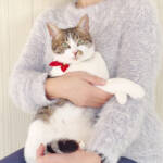 らぶペット ビビッときて飼うことに 野間さん家族の「ミリィ」