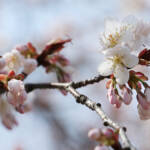 春の訪れ 伊賀地域でも桜開花