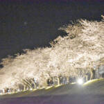 依那古桜祭り30日 キッチンカーやフリマも 伊賀