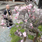 不屈の老梅、咲き誇る 名張・榮林寺 樹皮で命つなぐ