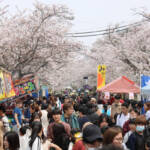 「名張桜まつり」にぎわう 花見客、出店やステージも満喫