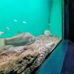 赤目滝水族館お披露目 渓谷の自然とつながる展示 20日オープン 名張