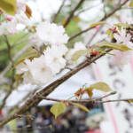「花垣の八重桜」見頃 伊賀市予野で観桜会