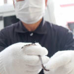 “幻の蛇”シロマダラ発見 伊賀市の奥田さん