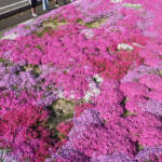 一面のシバザクラ 子どもも大人も楽しみに 伊賀市玉瀧の県道端