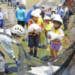 魚道で遡上ナマズ観察 6月2日 名張でウォーキングイベント