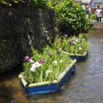 初夏の訪れ告げる「花筏」 名張の簗瀬水路に浮かぶ