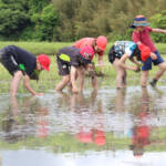 児童が田植え体験学習「おいしい米になって」 名張・薦原小