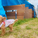 ペットと一緒に避難訓練 南海トラフ地震想定 名張市で初の試み