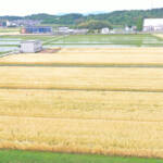 麦畑が一面黄金色 収穫期「麦秋」迎える 伊賀市