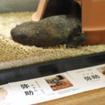 交雑オオサンショウウオが特定外来生物に 飼育中の名張市どうする