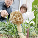 庭に出現「高級きのこ」 網目状のかさ 名張・外薗さん方