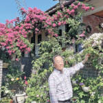 愛情込めたバラ、今年も咲き誇る 手入れもやりがい 宇陀市の植田さん