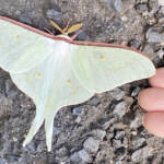 幸運呼ぶ? 珍しいガ「オオミズアオ」飛来 名張