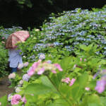 恒例「あじさい祭り」 23日に名張・弥勒寺で