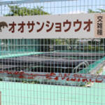 「特定外来」交雑オオサンショウウオ 隔離飼育続ける考え 名張市