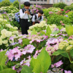 アジサイ咲き誇る 住民育てる150株 名張市百合が丘