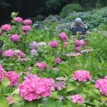 見頃迎え「あじさい祭り」 民謡など楽しむ 名張・弥勒寺