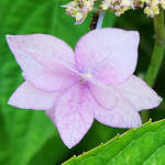 「幻のアジサイ」今年も 庭にシチダンカ 名張の河野さん方