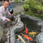 らぶペット 風流、和の味わい 名張の山中さん夫妻のニシキゴイ