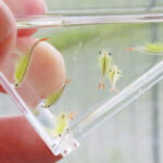 今年は豊作?ホウネンエビ発見 伊賀市の水田で大量に