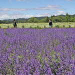 大自然のハーブガーデン 伊賀市の児童と保護者 無料招待